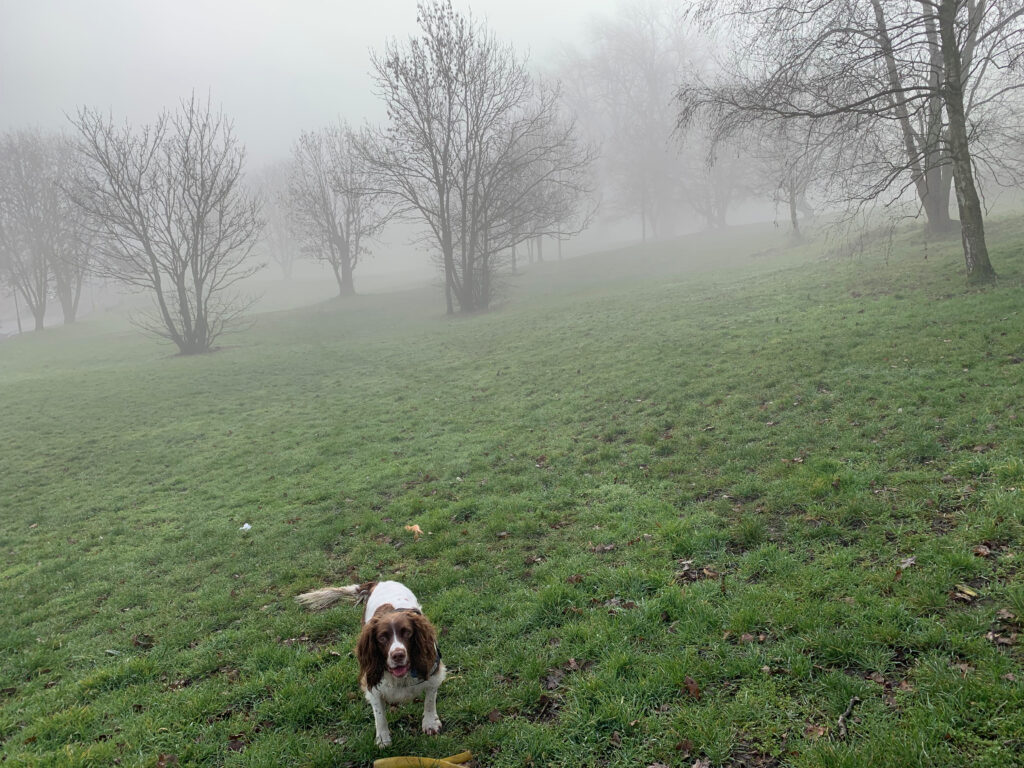 Mayah the Spaniel on a misty morning in Shrewsbury Park with her yellow stick.